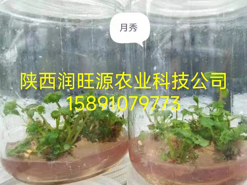 草莓種苗