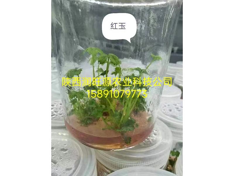 草莓種苗